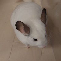 船橋裕司 (@sayf1222) 's Twitter Profile