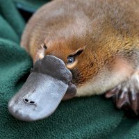 Anonymous Platypus (@bcoolhnybny) 's Twitter Profile Photo Anonymous Platypus (@bcoolhnybny) 's Twitter Profile Photo