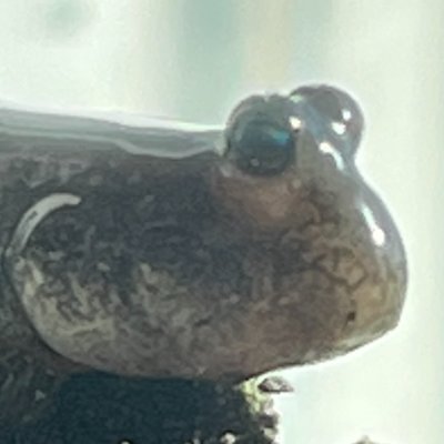 homemaku's profile picture. トビハゼに体を乗っ取られたサラリーマン。乗っ取られてからは金運上昇、膝の痛みも取れ小さい文字も楽に読めるようになりました。別名 2355toby, Toby the Mudskipper。トビハゼ関係論文を趣味で集めています。ピアノ再開組🎹。実力はバイエルで約130番程度かと思います。