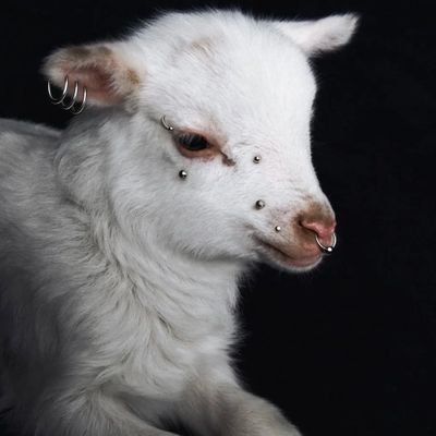 shjdic464407's profile picture. 