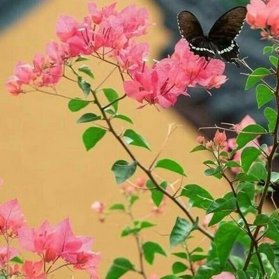 ورزشکار🤾♀️
کمی کتاب خوان📚📚
دوستدار طبیعت
عاشق بین الحرمین🥹🥹