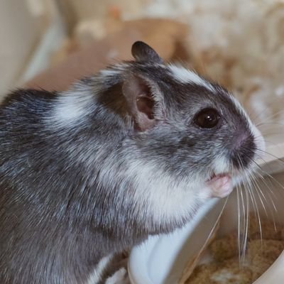 スナネズミ(カラージャービル)のごましお♀(2025/2/5生まれ)と暮らしています。
無言フォロー失礼いたします。