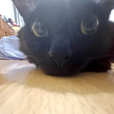 yasprivadinha's profile picture. eu falo umas coisas SECRETAS nessa minha conta SECRETA 🤫🤫🤫