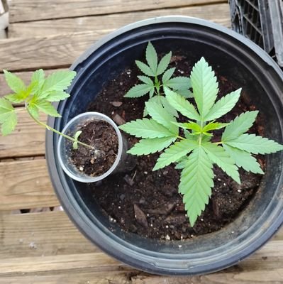 ChazM213890's profile picture. I have a consultation business and if I cannot consult you I know who can