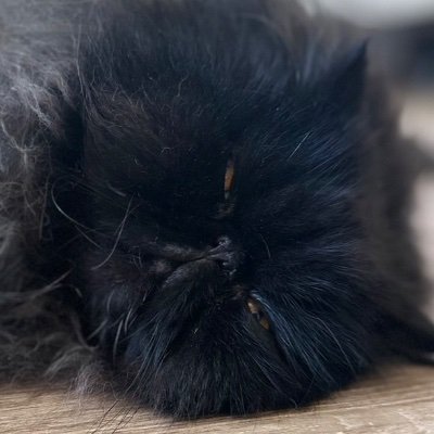 thitib275_tb's profile picture. Fan account ; 🐈🤍💜🤏🏻😽 คีพคู่👭 ชอบเวลาที่น้องออมอยู่กับพี่หลิง 🐰🐶 ชอบเวลาพี่หลิงอยู่กับน้องออม🐶🐰 @ormmormm @linglingsirilak  #หลิงออม #LingOrm