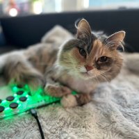 tortytude (@lilchubbybuff) 's Twitter Profile