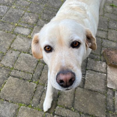 gaiabisello's profile picture. 