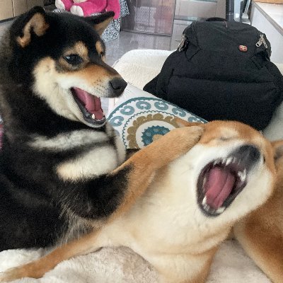 ABAI0808w's profile picture. 🇭🇰it/its ｜ dbd/gacha/ffxiv/idv/sky
中文/eng ｜ 我就是一个臭打游戏的