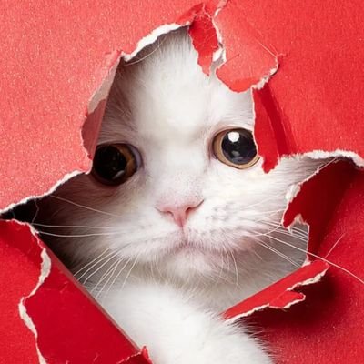 NoNoface11's profile picture. 