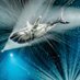 Disco Shark (@discobiscoshark) Twitter profile photo Disco Shark (@discobiscoshark) Twitter profile photo