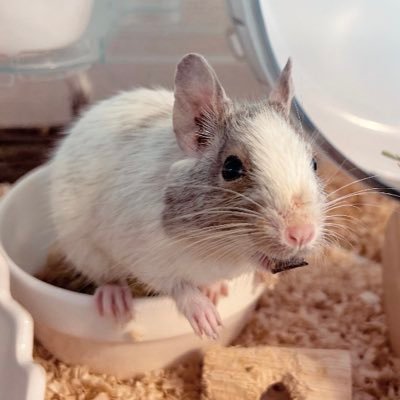 デグー2匹とフェレット1匹の飼い主┊͙るる🐁 ┊͙ゆぱ🐀┊͙すん🐻❄️ ┊͙飼い主 ▸ ▸ 動物と可愛い物が大好きなただの会社員。:・゚┊͙カービィ ちいかわ ジブリ🫶🏻 ┊͙ 🚨日常ポスト多めです꒰⑅°̩̩̥ᵕ°̩̩̥⑅꒱┊͙スーパーカブ50乗ってます