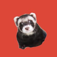 てんてん (@kgja0bkhxr8503) 's Twitter Profile