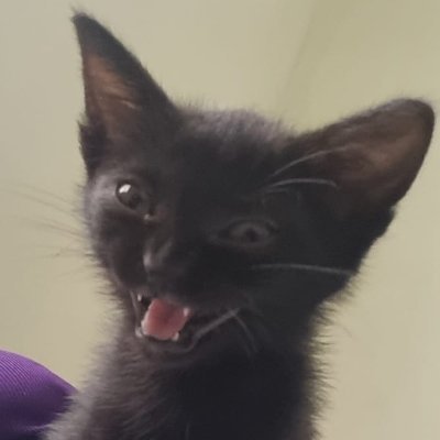 ster_isidoro's profile picture. 