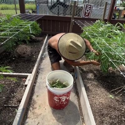 🇺🇸 1st Generation Farmer 🇺🇸 2nd Generation Cannabis Grower / Certified #TerpTrooper / Contact : plantrunnerr@gmail.com