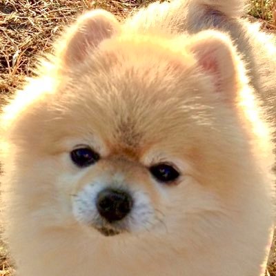 音楽🎼|ライブ|ポメラニアン🐻|優しい歌声♪ |優しいメロディ♪ |勇気を与えてくれるミュージシャン|高槻市が好き|どんなときも心の中にはマッキー|試験まで📖あと73日❗️|