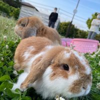 NIISAN (@niisan237) 's Twitter Profile Photo