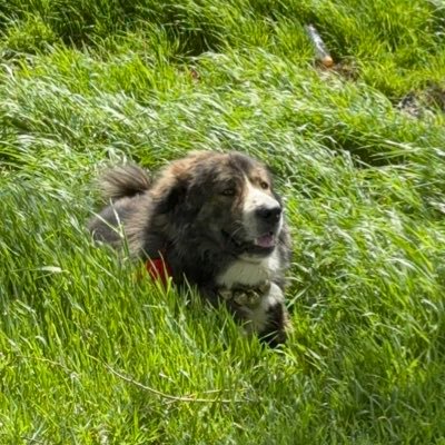 Sabasketches's profile picture. نقاشی امون برام نذاشته