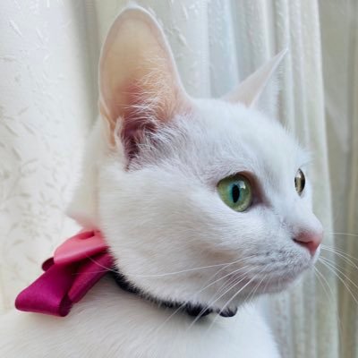 白猫モチと元地域猫チャチャを飼っています。地域猫たちにご飯をあげています🥰 https://t.co/frRhUiWomt
