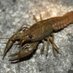 lobter (@ornate_lobster) Twitter profile photo lobter (@ornate_lobster) Twitter profile photo