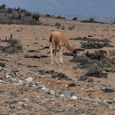 Sebamorales90's profile picture. Lleva mucho tiempo llegar a ser joven