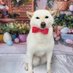 柴犬侍 (@cbge2siba) Twitter profile photo 柴犬侍 (@cbge2siba) Twitter profile photo