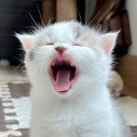 ɯ˙ (@_29_06_) 's Twitter Profile Photo ɯ˙ (@_29_06_) 's Twitter Profile Photo