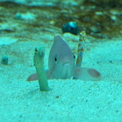 olsk1lk's profile picture. 27卒　修士1年　男　情報系　karina推し