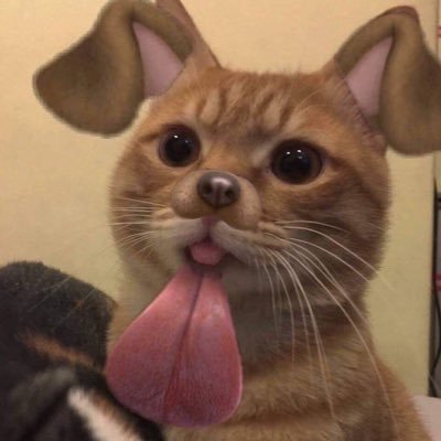 cesycesyyyy's profile picture. Free Palestine