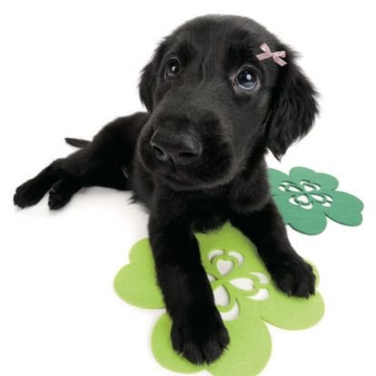 thatswhyIlvu's profile picture. fafo fono e sou sommelier dos álbuns do bad bunny rosalia lana del rey rauw alejandro