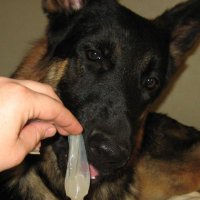 Doggy Cultist (@doggiecultist) 's Twitter Profile Photo