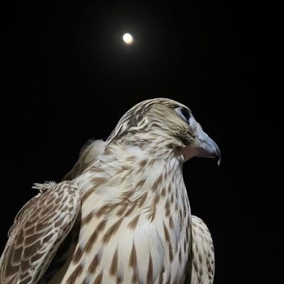 rxairx's profile picture. اِصبِر لِكُلِّ مُصيبَةٍ وَتَجَلَّدِ                                                          
وَاِعلَم بِأَنَّ المَرءَ غَيرُ مُخَلَّدِ