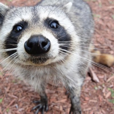 BlueTheSquirrel's profile picture. I have like 5 followers and 4 of them are my mom