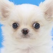 inuinu8523's profile picture. 世界で1番仕事の出来る犬●【ホスト、キャバ、ラウンジ系は特にお任せください】【未経験、経験者共に交渉得意】 【1000万プレイヤー、2000万プレイヤーや代表を多数輩出、本気の方連絡ください】