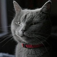 digit (@dig1tt) 's Twitter Profile