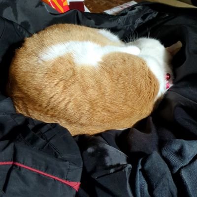 ringo_ringo_lin's profile picture. ひたすら壁打ちする垢