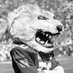 Dale (@wildcatda13) Twitter profile photo Dale (@wildcatda13) Twitter profile photo