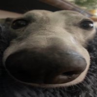 cals (@calsfnt) 's Twitter Profile