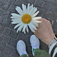 dr. s!r££n 🕊 (@dermoscopy2020) 's Twitter Profile