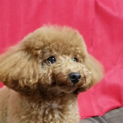 poodill3's profile picture. 