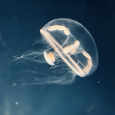 rl_yqp's profile picture. 20歳↑ 腐百合雑食 無言フォロー失礼します 最近は🎤、DC