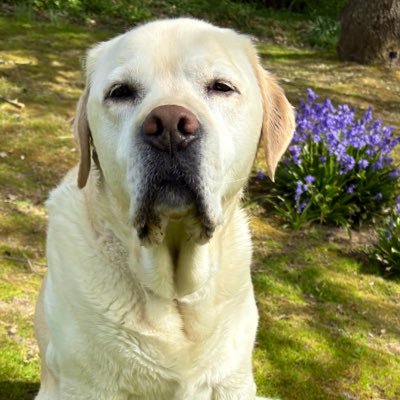 dogziggydog's profile picture. Ziggy the Labrador dog. Occasional newshound. Eat, play, love, run, chew, dig, chase, gnaw, bark, eat some more, sleep. Views my own.