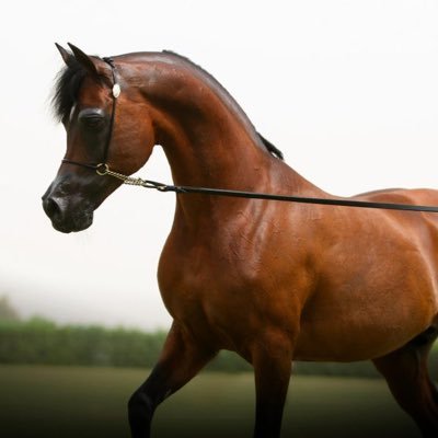 sa3dchadli's profile picture. 