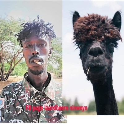 wiil_qaranka7's profile picture. Soldier Of Peace. Per Volar Sunata.