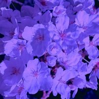 咲 (@sdkbiqq32271) 's Twitter Profile