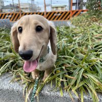 おじゃまる (@codebsk) 's Twitter Profile