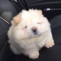 แกน็บหนิว🥔 보보 gnabniu (@bolerero) 's Twitter Profile Photo