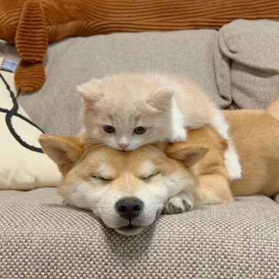 sunset_and_you's profile picture. I'll still be standing, 여긴 나의 universe ✨
🇲🇾