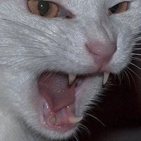 margot (@lambilism) 's Twitter Profile