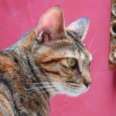 マグナビジョン高橋 - マグナ商店さんのプロフィール画像