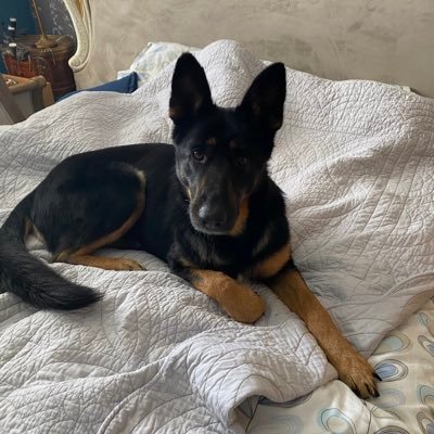 Heidi , Benji & Maya are gentle and friendly GSDs. They are on raw food diet and CBD oil. Benji adopted on 08.22 age 6. Maya adopted on 12.03.25 age 2